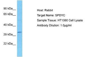 anti-Speedy Homolog C (SPDYC) (N-Term) antibody