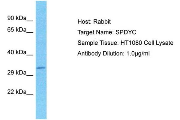anti-Speedy Homolog C (SPDYC) (N-Term) antibody