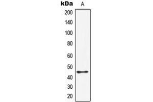 Image no. 1 for anti-HORMA Domain Containing 1 (HORMAD1) (C-Term) antibody (ABIN2704899)