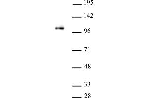 Image no. 1 for anti-Scm-Like with Four Mbt Domains 1 (SFMBT1) (C-Term) antibody (ABIN6972703)