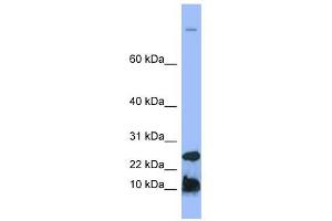 Image no. 1 for anti-Hepcidin Antimicrobial Peptide (HAMP) (N-Term) antibody (ABIN634809)