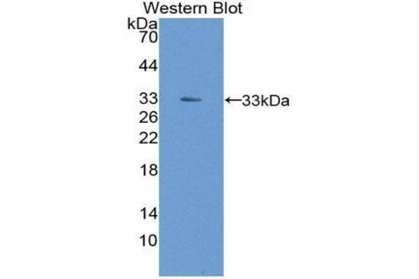 anti-Heme Oxygenase (Decycling) 2 (HMOX2) (AA 41-292) antibody