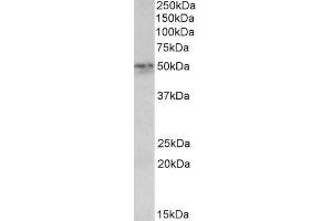 Image no. 1 for anti-Synaptotagmin II (SYT2) (C-Term) antibody (ABIN571284)