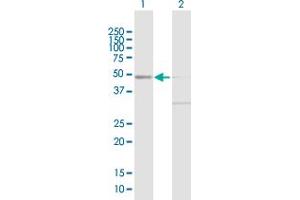 Western Blot analysis of DAP3 expression in transfected 293T cell line by DAP3 MaxPab polyclonal antibody.