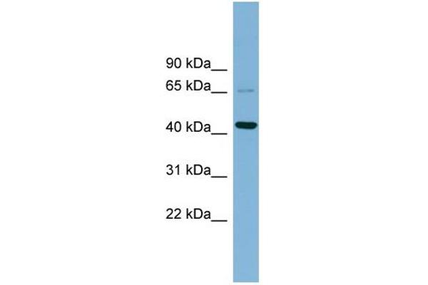 anti-UEV and Lactate/malate Dehyrogenase Domains (UEVLD) (Middle Region) antibody