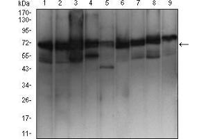 Image no. 4 for anti-Ezrin (EZR) (AA 292-464) antibody (ABIN5542456)