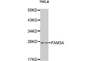Image no. 1 for anti-Family with Sequence Similarity 3, Member A (FAM3A) antibody (ABIN1872651)