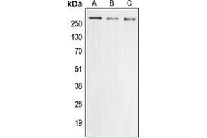 Image no. 1 for anti-Calcium Channel, Voltage-Dependent, R Type, alpha 1E Subunit (CACNA1E) (Center) antibody (ABIN2705714)