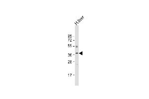 OR3A2 antibody  (C-Term)