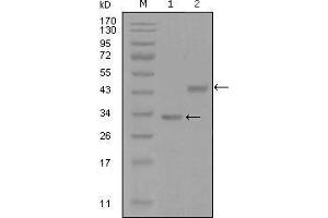 Image no. 1 for anti-S-Phase Kinase-Associated Protein 2 (SKP2) (AA 1-130) antibody (ABIN969399)