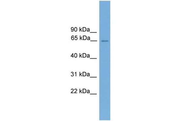 anti-Caspase Recruitment Domain Family, Member 9 (CARD9) (Middle Region) antibody
