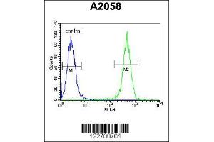 Flow Cytometry (FACS) image for anti-Collagen, Type XVII, alpha 1 (COL17A1) antibody (ABIN2158313)