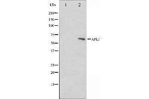 Image no. 1 for anti-Aprataxin and PNKP Like Factor (APLF) (Internal Region) antibody (ABIN6259979)