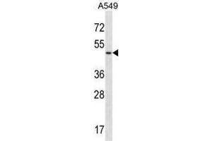 Image no. 1 for anti-Urotensin 2 Receptor (UTS2R) (AA 222-252), (Middle Region) antibody (ABIN955483)