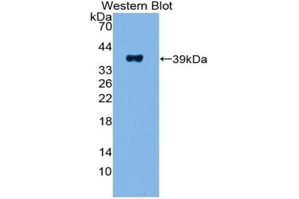 PPY antibody  (AA 30-87)