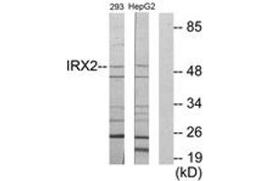 Image no. 1 for anti-Iroquois Homeobox Protein 2 (IRX2) (AA 231-280) antibody (ABIN1534108)