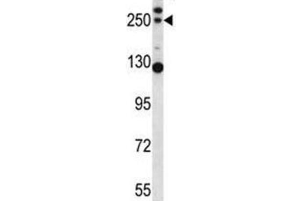 C4B antibody  (AA 655-684)