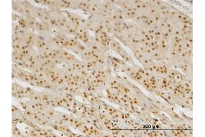 Image no. 3 for anti-Pre-B-Cell Leukemia Transcription Factor 3 (PBX3) (AA 342-434) antibody (ABIN518651)
