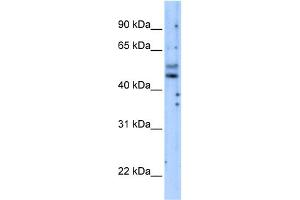 Image no. 1 for anti-Phosphatidylinositol 3-kinase regulatory subunit gamma (PIK3R3) (Middle Region) antibody (ABIN2777993)