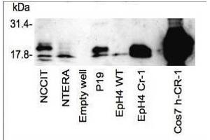 Western blot using  affinity purified anti-Cripto-1 antibody shows detection of endogenous and transfected Cripto-1 from mouse and human sources.