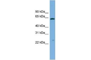 Image no. 1 for anti-Glutathione S-Transferase alpha 3 (GSTA3) (Middle Region) antibody (ABIN2783389)
