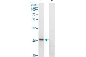 Image no. 2 for anti-Fibrinogen alpha Chain (FGA) (AA 1-218) antibody (ABIN515603)