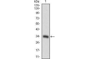 Image no. 4 for anti-CD93 (CD93) (AA 474-535) antibody (ABIN1724908)