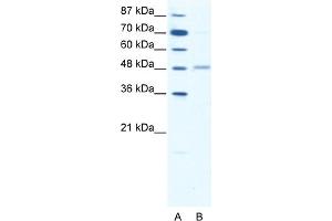Image no. 1 for anti-gamma-aminobutyric Acid (GABA) A Receptor, alpha 2 (GABRA2) (Middle Region) antibody (ABIN2792259)