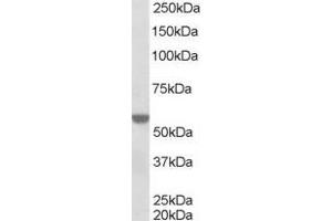 Image no. 3 for anti-Retinoid X Receptor, alpha (RXRA) (Internal Region) antibody (ABIN185295)