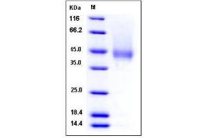 Image no. 1 for CD16 (CD16) (AA 1-208), (Extracellular Domain) (Active) protein (AVI tag,His tag,Biotin) (ABIN2009707)