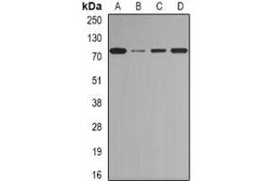 Image no. 2 for anti-CCCTC-Binding Factor (Zinc Finger Protein)-Like (CTCFL) (full length) antibody (ABIN6005280)