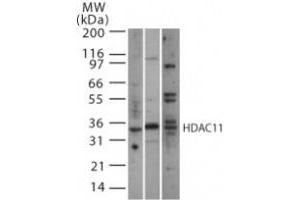 Image no. 1 for anti-Histone Deacetylase 11 (HDAC11) (AA 238-251) antibody (ABIN6971705)