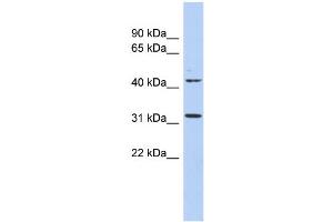 Image no. 1 for anti-Methyltransferase Like 6 (METTL6) (N-Term) antibody (ABIN2783621)