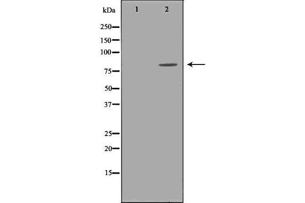anti-SKI Proto-Oncogene (SKI) antibody