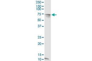 CCDC99 antibody  (AA 1-605)