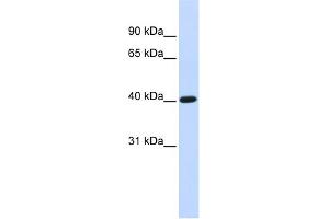 anti-Transcription Factor B1, Mitochondrial (TFB1M) (N-Term) antibody