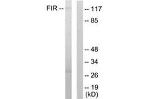 Image no. 1 for anti-FERM, RhoGEF and Pleckstrin Domain Protein 2 (FARP2) (AA 331-380) antibody (ABIN1533551)