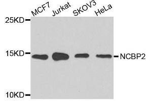 Image no. 4 for anti-Nuclear Cap Binding Protein Subunit 2 (NCBP2) antibody (ABIN6144401)