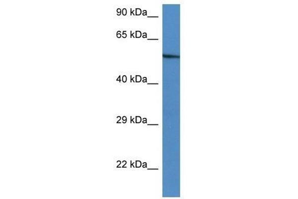 anti-Zinc Finger and BTB Domain Containing 43 (ZBTB43) (C-Term) antibody
