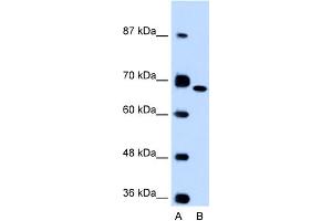 Image no. 1 for anti-Fibronectin 1 (FN1) (C-Term) antibody (ABIN2776847)