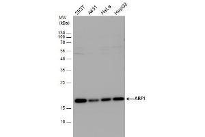 Image no. 1 for anti-ADP-Ribosylation Factor 1 (ARF1) (Center) antibody (ABIN2856896)
