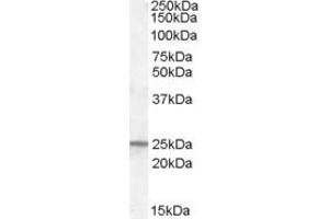 Image no. 2 for anti-Progesterone Receptor Membrane Component 1 (PGRMC1) (C-Term) antibody (ABIN185610)