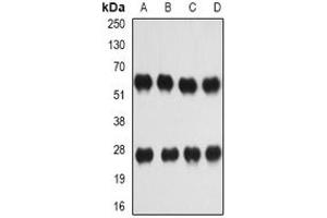 Image no. 2 for anti-Interleukin 27 (IL27) (full length) antibody (ABIN6043594)