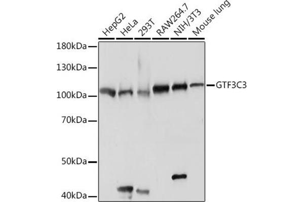 GTF3C3 anticorps