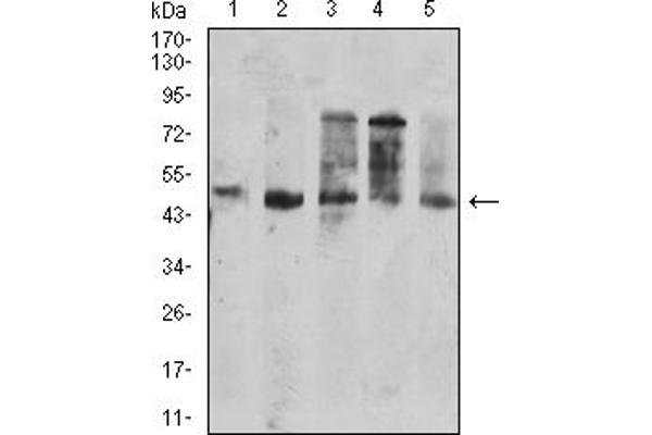 CD177 Antikörper  (AA 22-161)