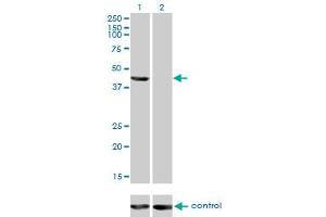 Image no. 5 for anti-Tumor Susceptibility Gene 101 (TSG101) (AA 201-280) antibody (ABIN563269)