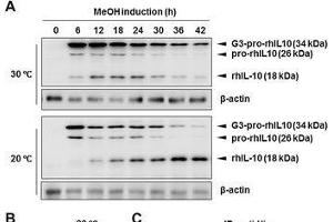 Image no. 9 for anti-Actin, beta (ACTB) (AA 1-50) antibody (ABIN724340)