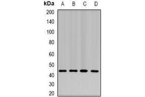 Image no. 2 for anti-RD RNA Binding Protein (RDBP) (full length) antibody (ABIN6004704)
