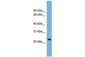 Image no. 1 for anti-FEV (ETS Oncogene Family) (FEV) (AA 35-84) antibody (ABIN6745634)