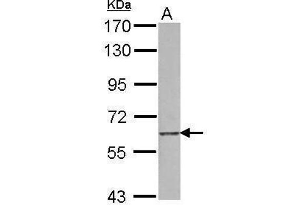 SCARF1 antibody  (N-Term)